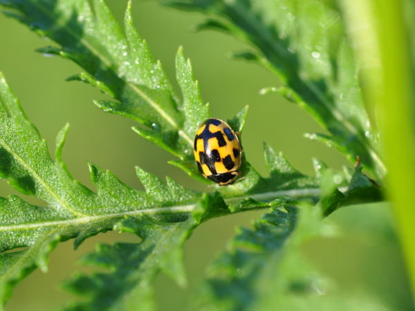 La diversit des coccinelles Caen.fr